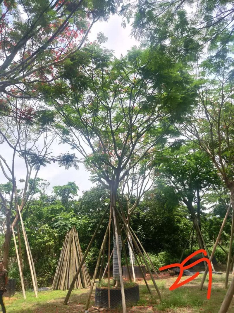 凤凰木美化道路凤凰木