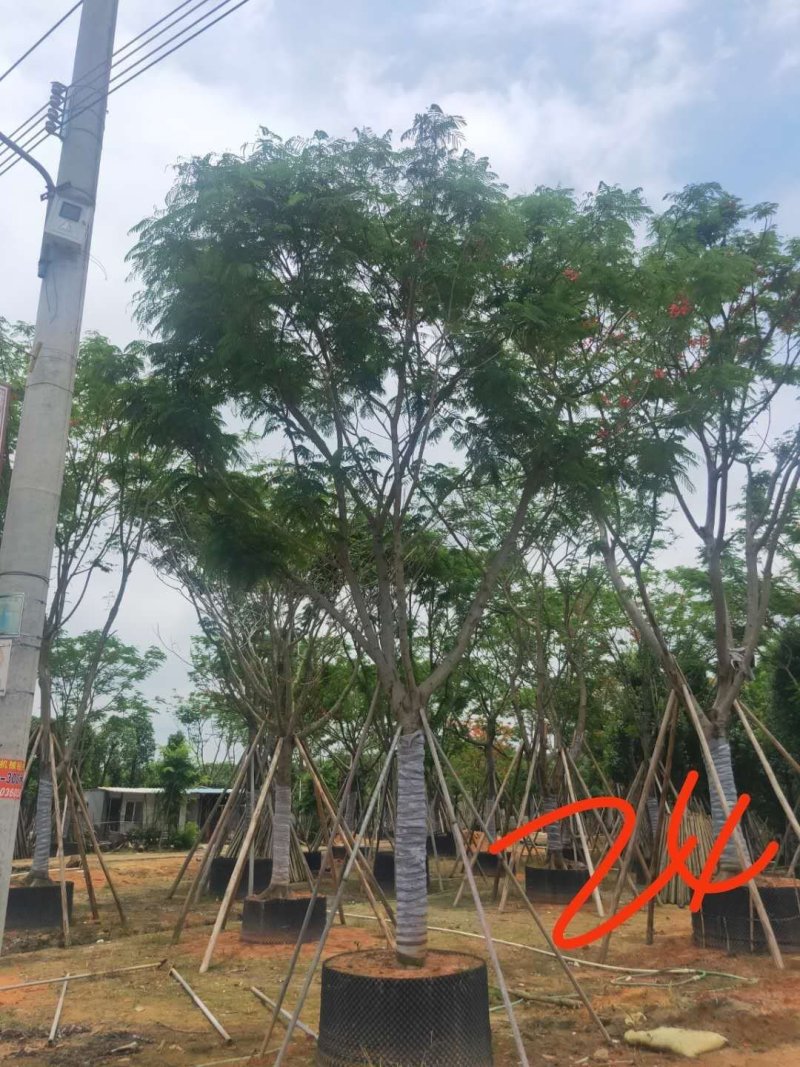 凤凰木美化道路凤凰木