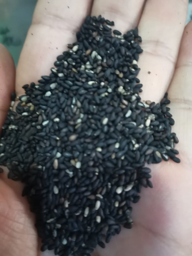 黑芝麻无硫干净无沙药用~食用一公斤起包邮