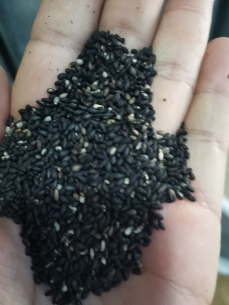黑芝麻无硫干净无沙药用~食用一公斤起包邮