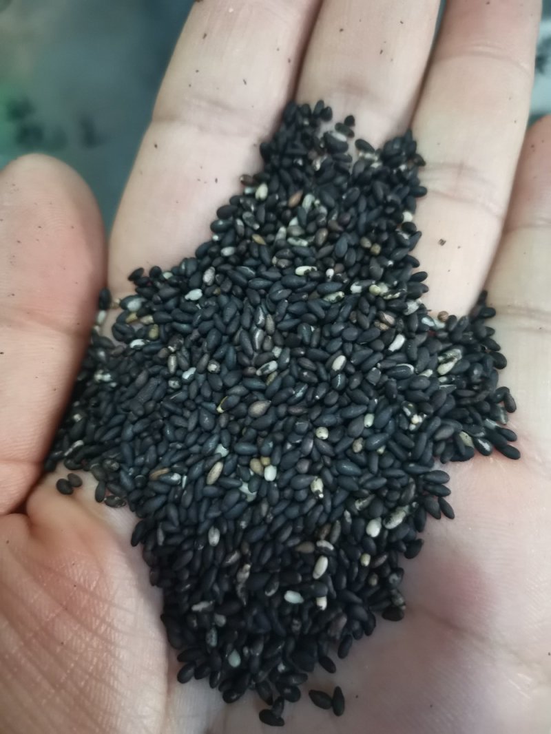黑芝麻无硫干净无沙药用~食用一公斤起包邮