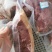 杜蒙荣辉肉食批发厂，带皮马肉大量供应批发