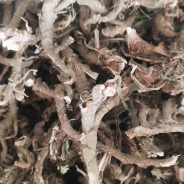 来自大山里的纯野生石菖蒲