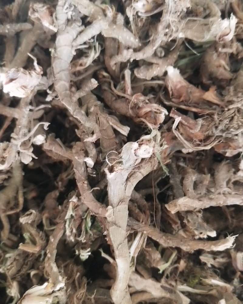 来自大山里的纯野生石菖蒲