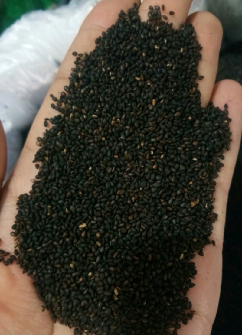 黑芝麻熟野生小粒黑芝麻皮薄肉厚口感更香！