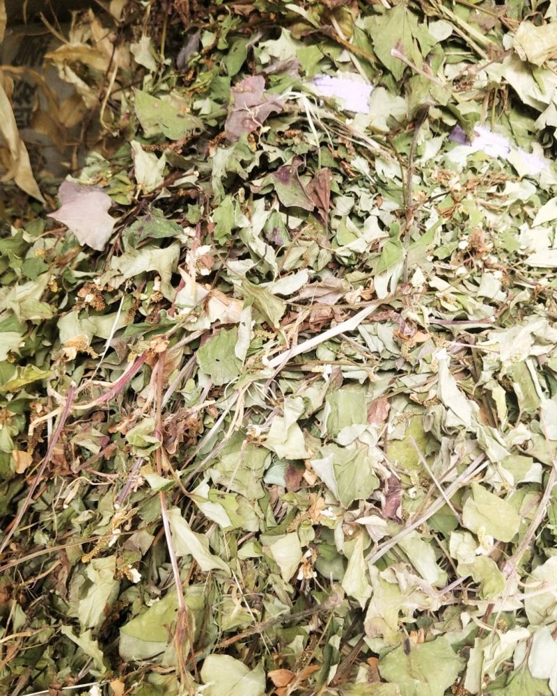 来自大山里的2020野生鱼腥草，折耳根，干货