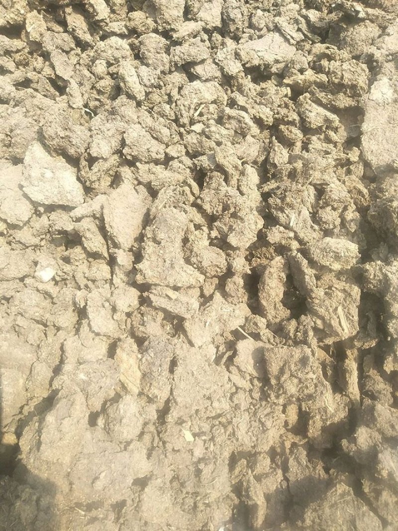 云南发酵牛粪文山干牛粪批发红河颗粒牛粪厂家