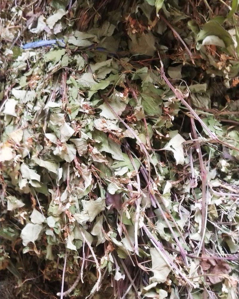 来自大山里的2020野生鱼腥草，折耳根，干货