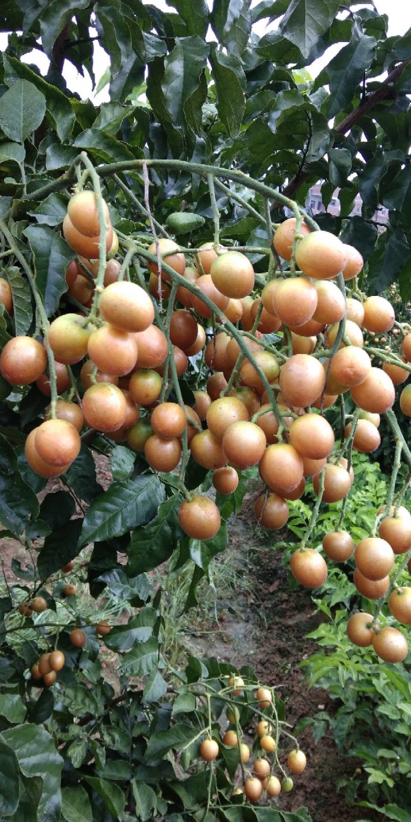 原产地正宗黑黄皮又名(黑金刚)果苗一手货黄皮果树苗