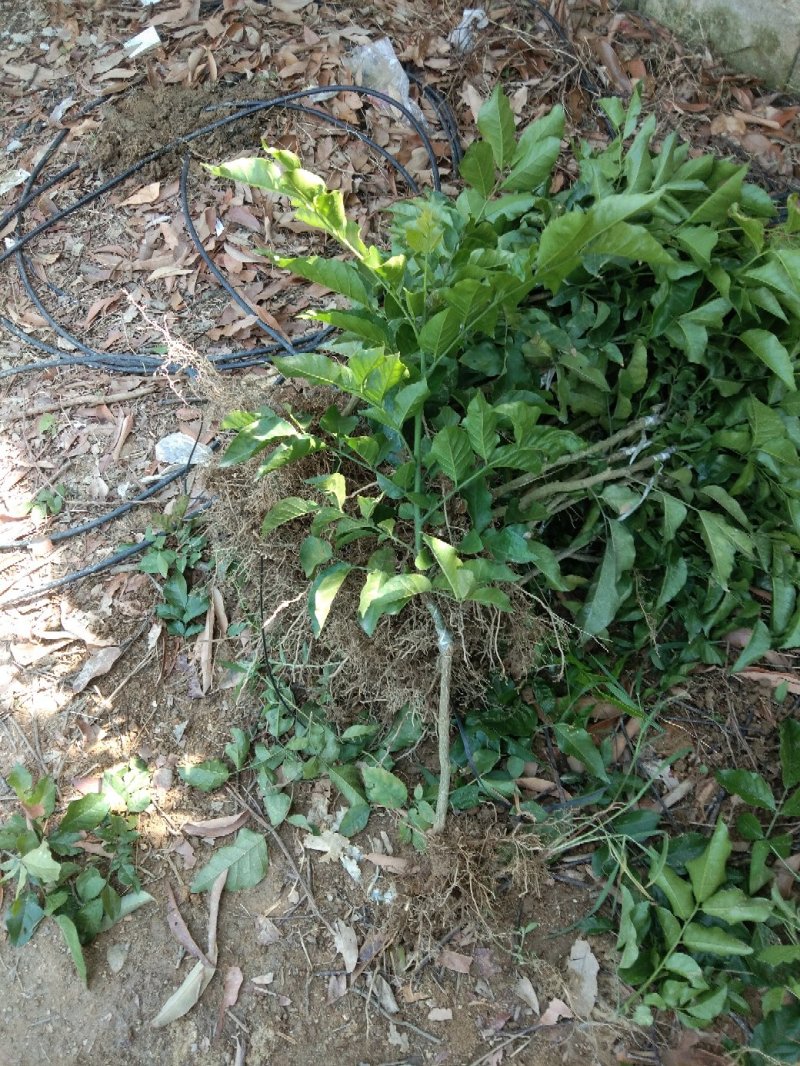 原产地正宗黑黄皮又名(黑金刚)果苗一手货黄皮果树苗