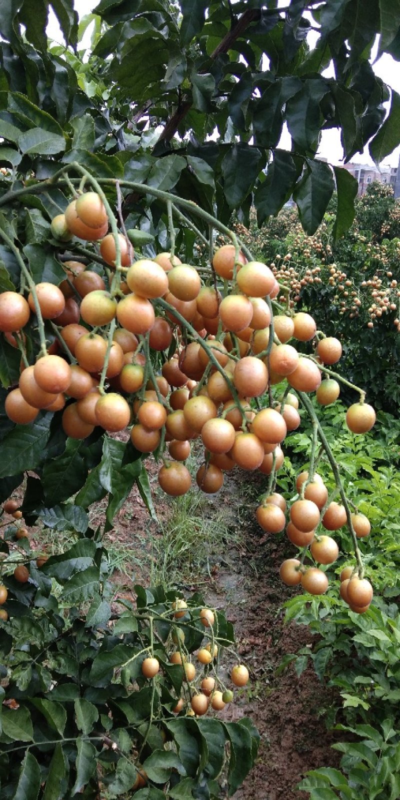 原产地正宗黑黄皮又名(黑金刚)果苗一手货黄皮果树苗