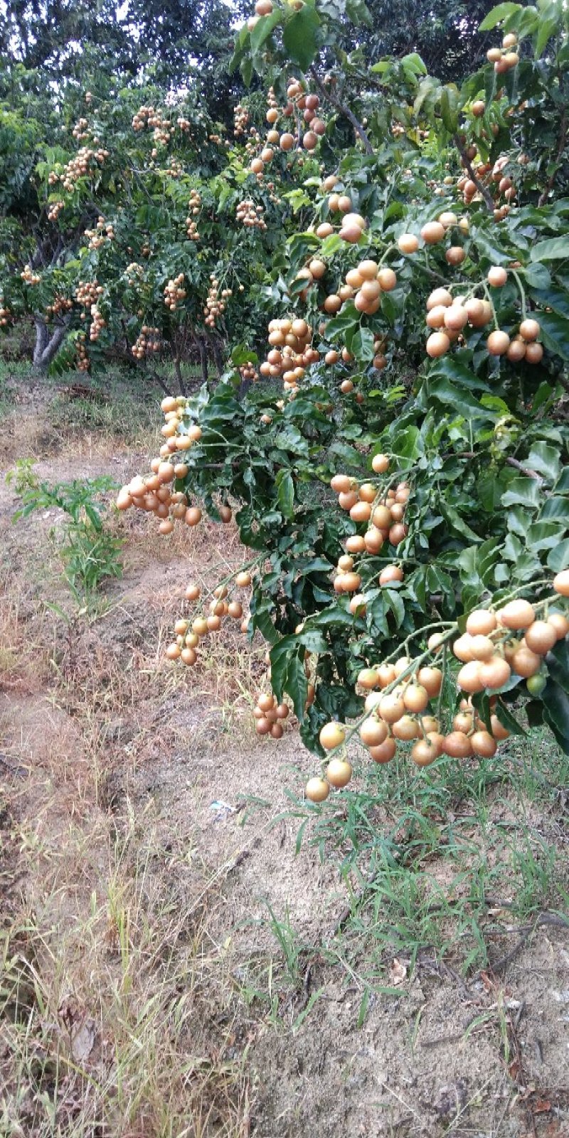原产地正宗黑黄皮又名(黑金刚)果苗一手货黄皮果树苗