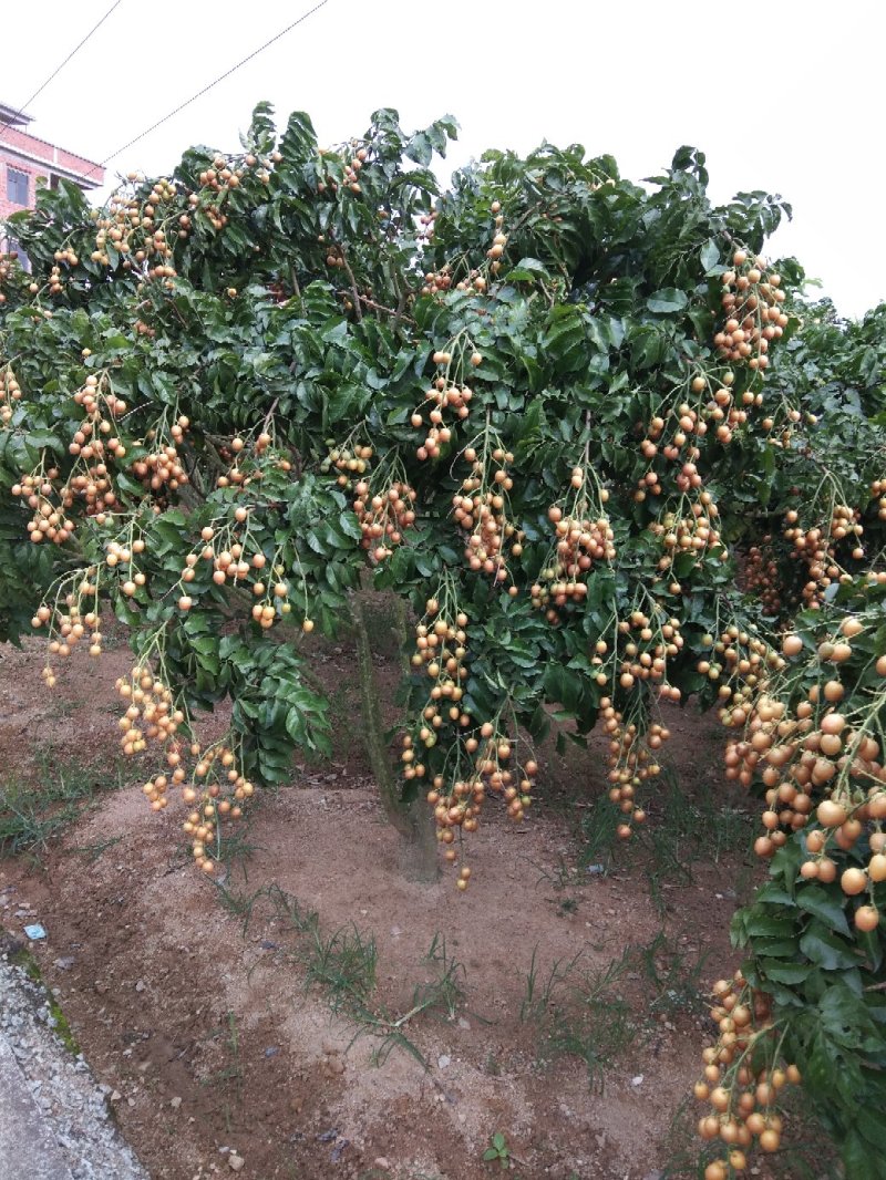 原产地正宗黑黄皮又名(黑金刚)果苗一手货黄皮果树苗