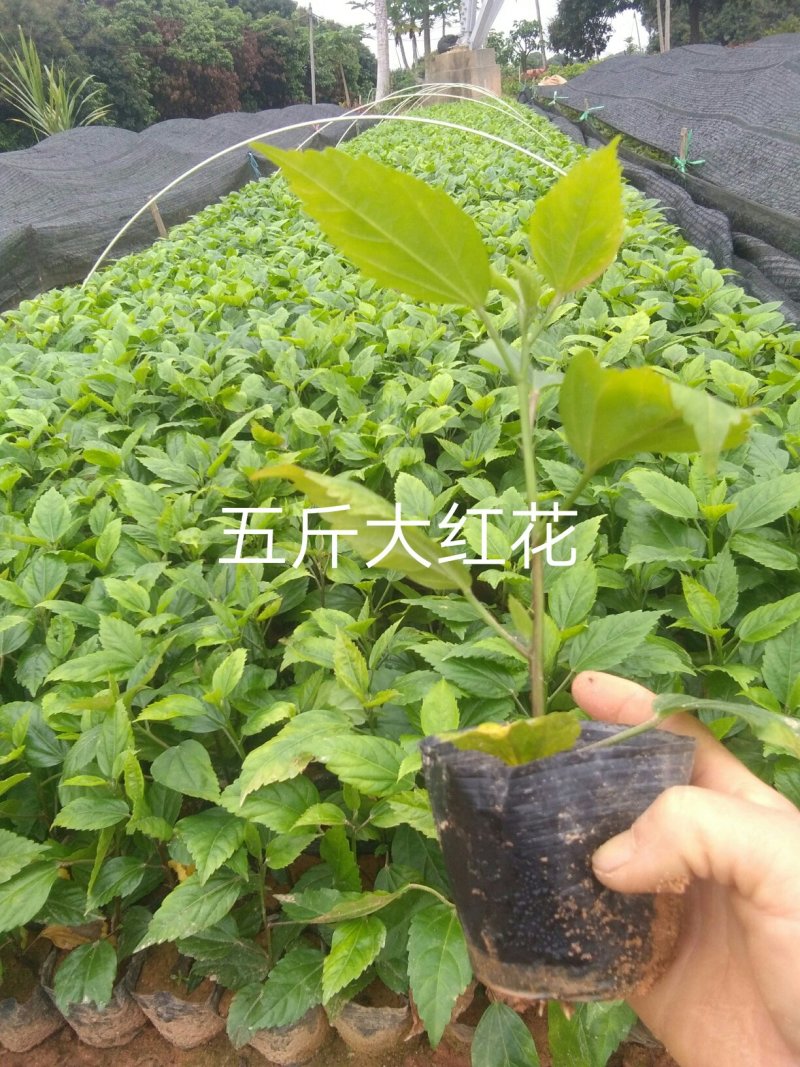 (马婴丹)东莞地被小苗，苗圃直供货源充足
