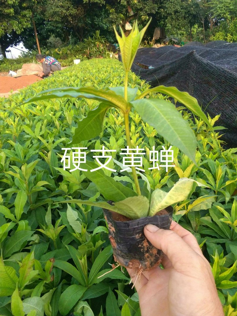 (马婴丹)东莞地被小苗，苗圃直供货源充足