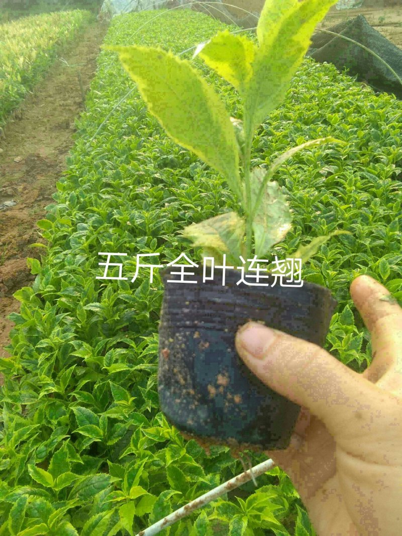 (马婴丹)东莞地被小苗，苗圃直供货源充足