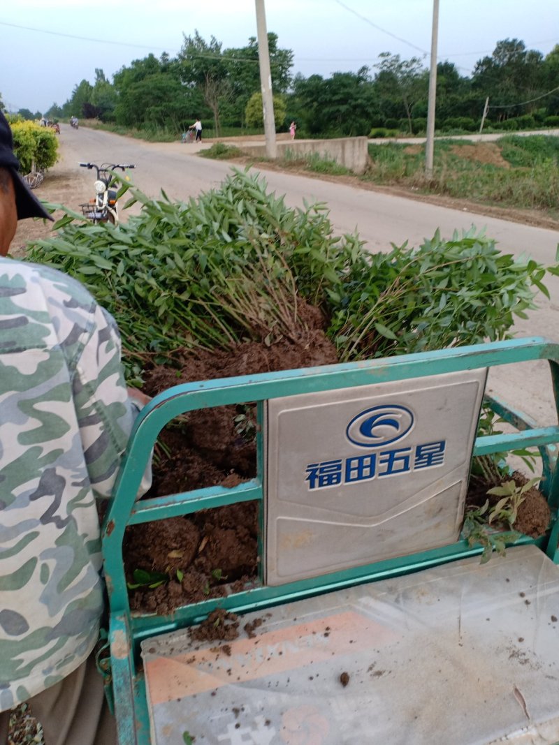 连翘苗一手货源，欢迎新老客户咨询，农户一手货源，