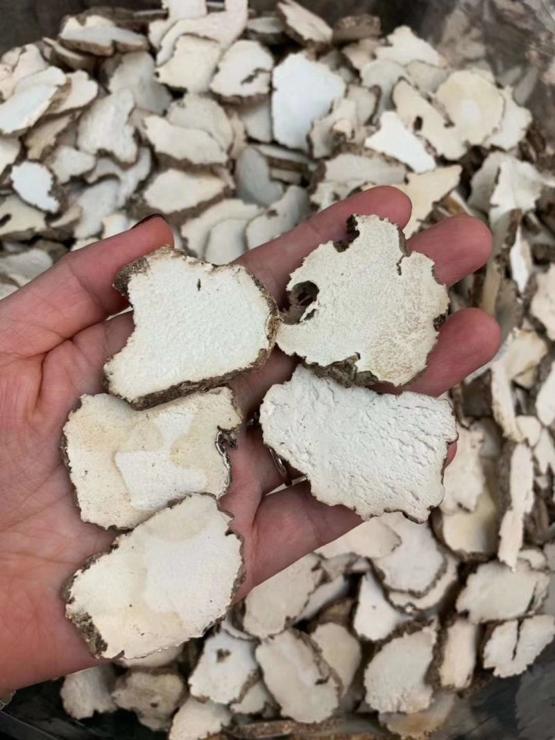 虎乳菌，云南深山老林下生长，煲汤食材颜色漂亮