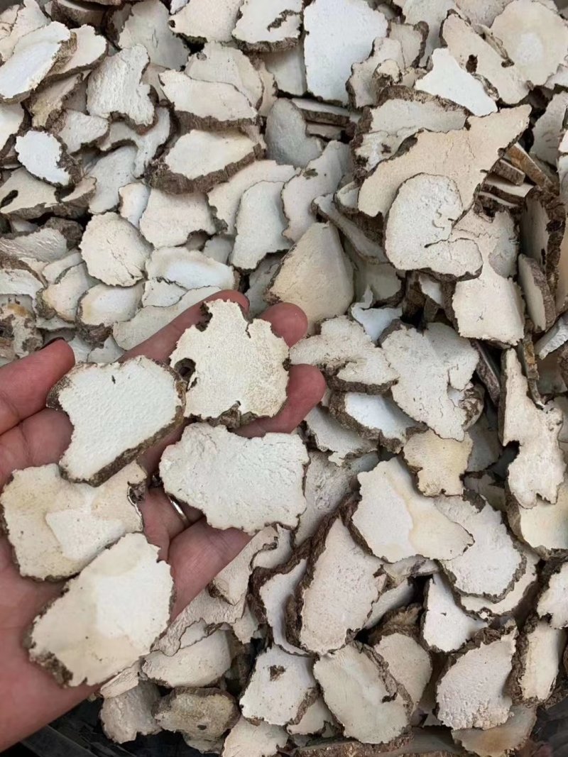 虎乳菌，云南深山老林下生长，煲汤食材颜色漂亮