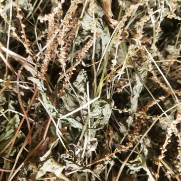 野生车前草，高含量