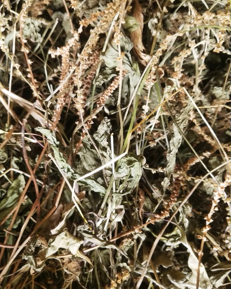 野生车前草，高含量
