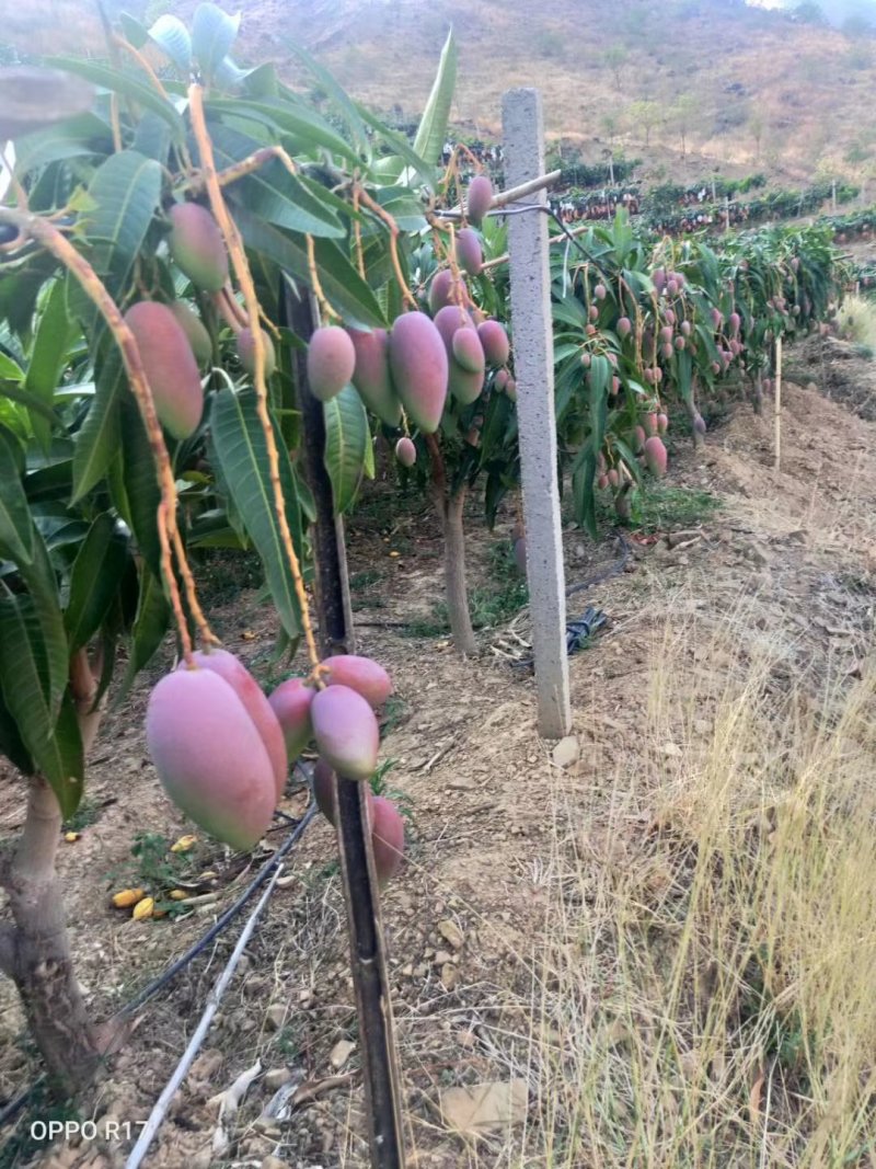 攀枝花贵妃芒四川芒果产地现摘现发量大从优欢迎电联采购