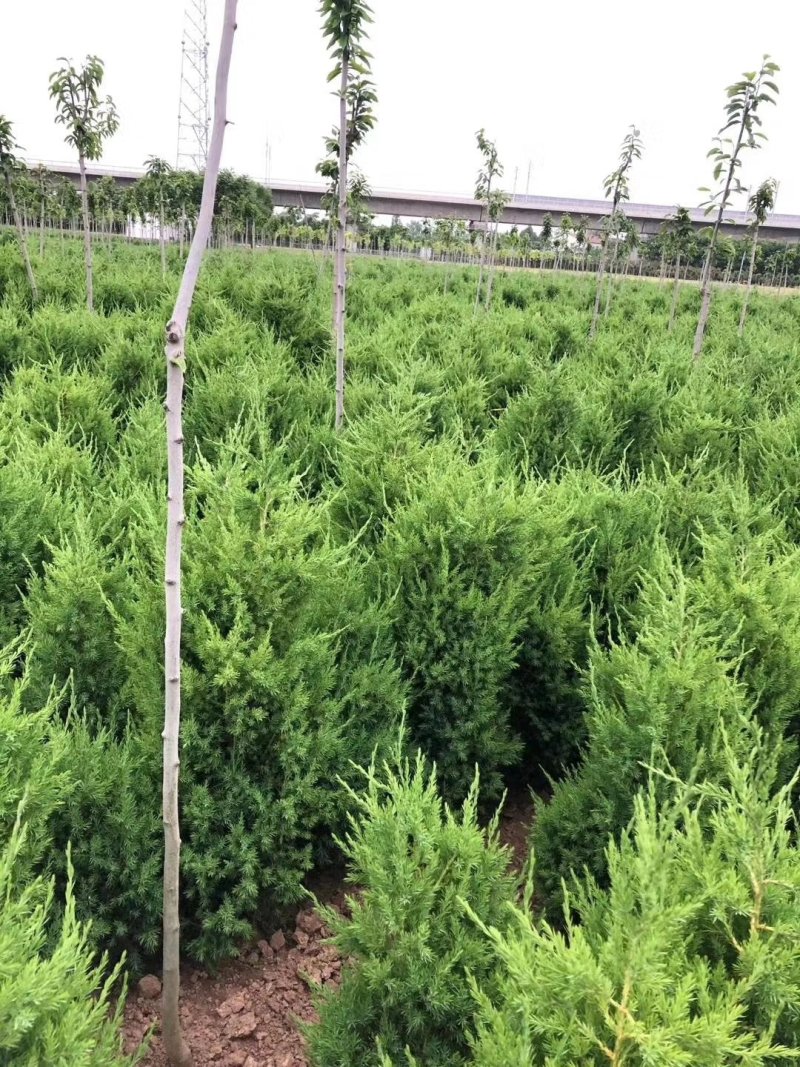 刺柏