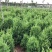 刺柏