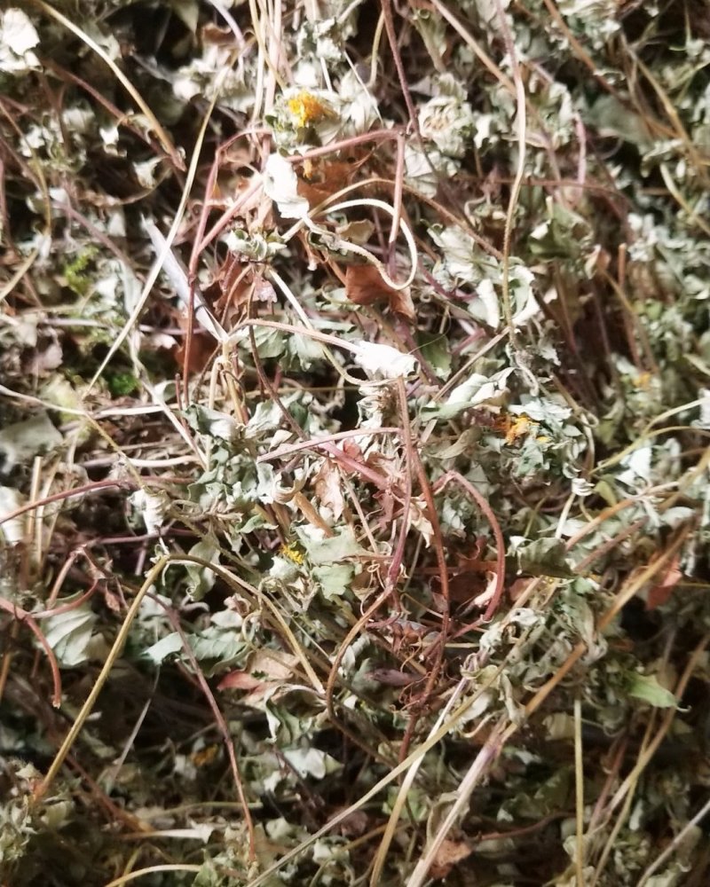 野生小叶金钱草，过路黄