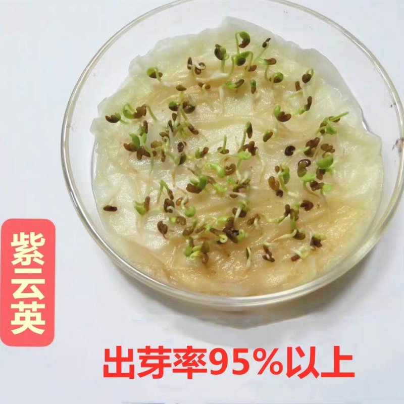 紫云英种子红花草种子养蜂蜜源高产绿肥牧草种子食用野菜种籽