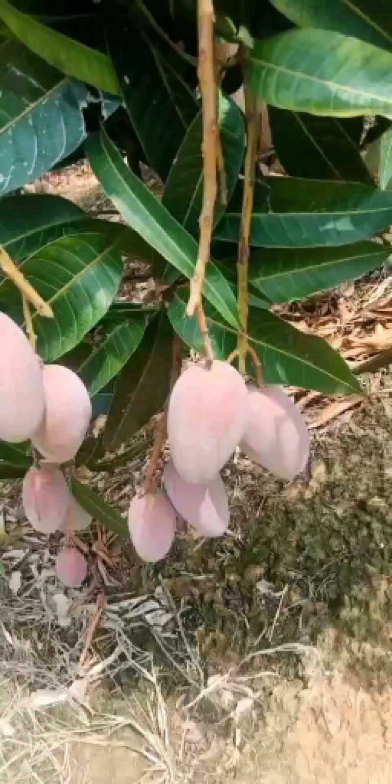 广西百色贵妃芒一级果3.5.10斤一件代发