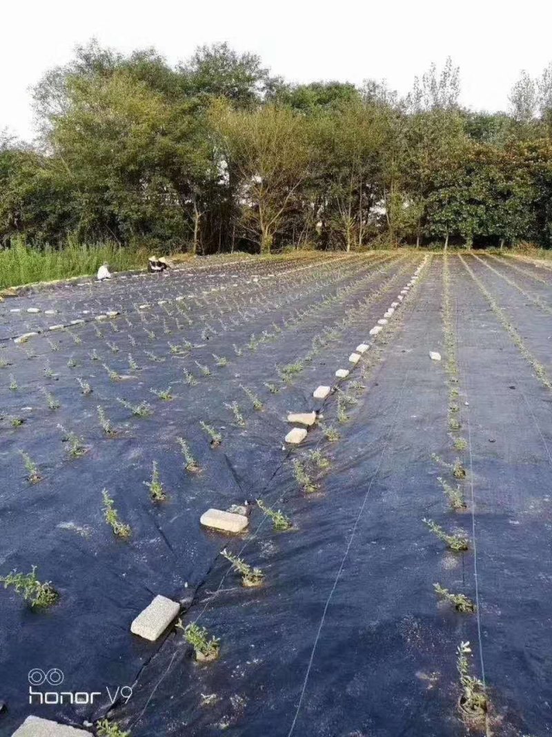 防草布除草布农用果树果园大棚可抗老化耐用渗水保湿黑色防草