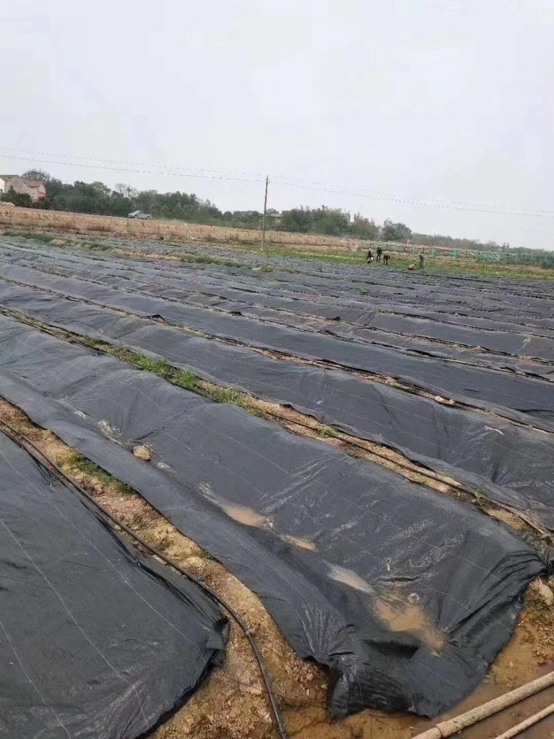 防草布除草布农用果树果园大棚可抗老化耐用渗水保湿黑色防草