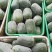 粉娃冬瓜产地冬瓜精品货源四川冬瓜价格