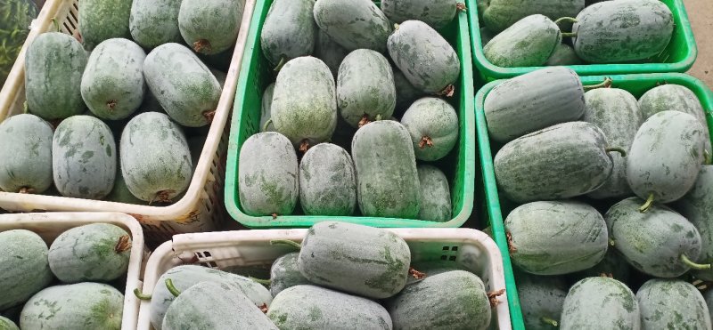 粉娃冬瓜产地冬瓜精品货源四川冬瓜价格