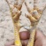 灵山麻阉，阉鸡300多天的阉鸡