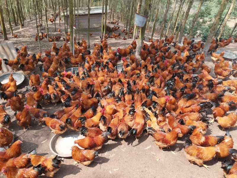 灵山麻阉，阉鸡300多天的阉鸡