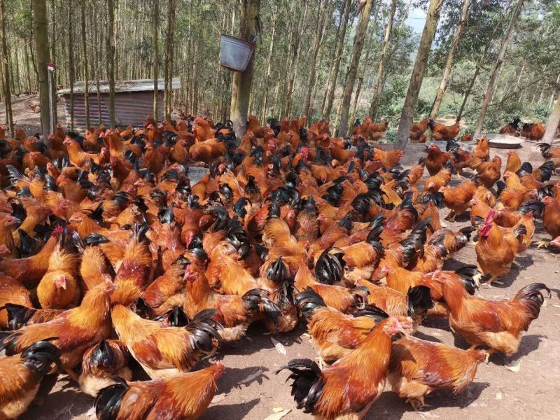 灵山麻阉，阉鸡300多天的阉鸡