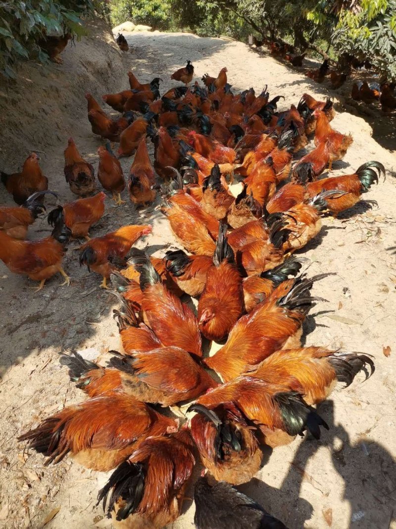 灵山麻阉，阉鸡300多天的阉鸡