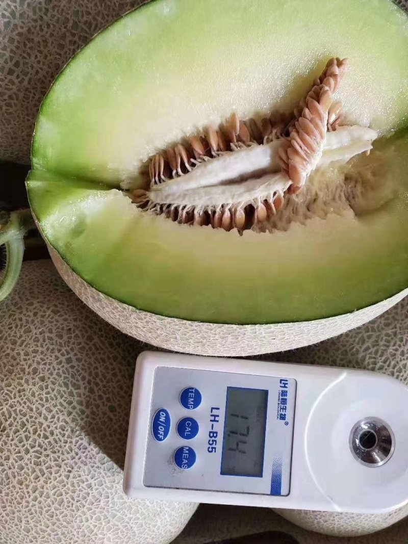 瑞红，东方蜜。小蜜25。红金蜜，博洋甜瓜等系列