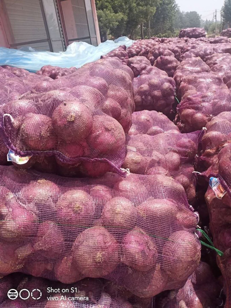 精品洋葱