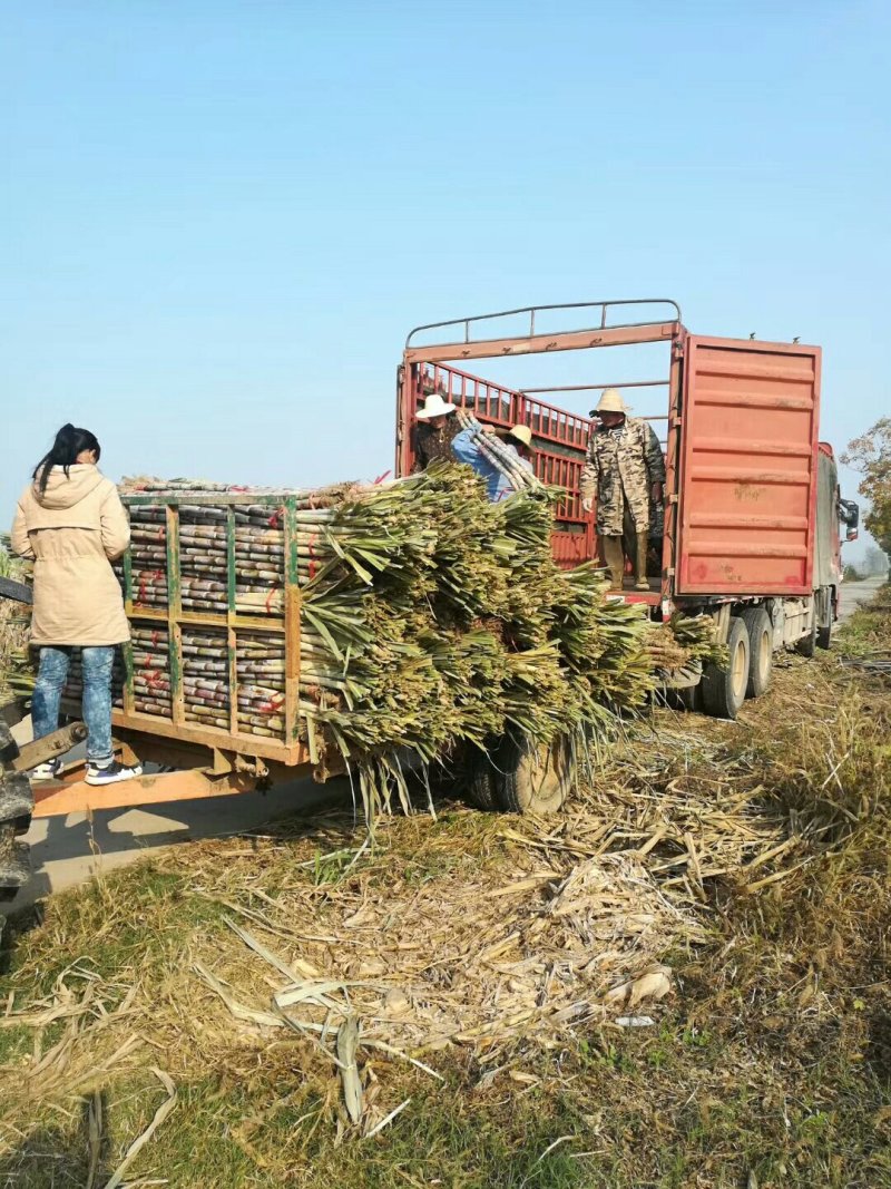 仙桃青皮甘蔗,农家自种自然成熟甜度高口感好耐存放货源稳定