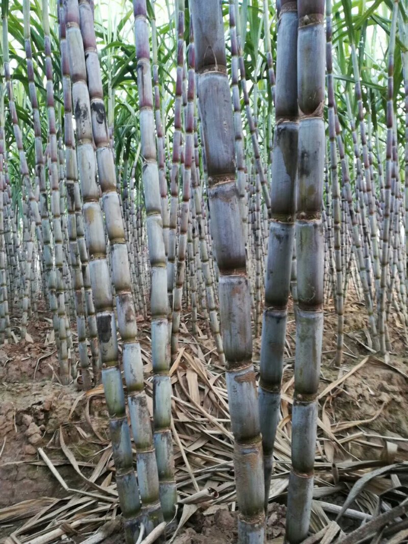 仙桃青皮甘蔗,农家自种自然成熟甜度高口感好耐存放货源稳定