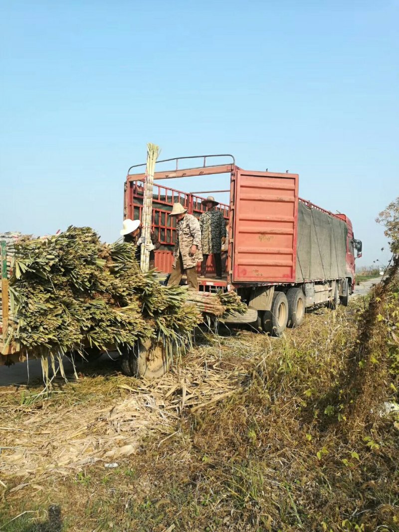 仙桃青皮甘蔗,农家自种自然成熟甜度高口感好耐存放货源稳定