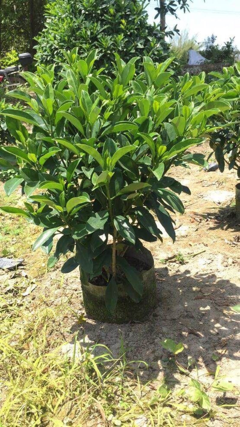 出售袋苗非洲茉莉40-100高