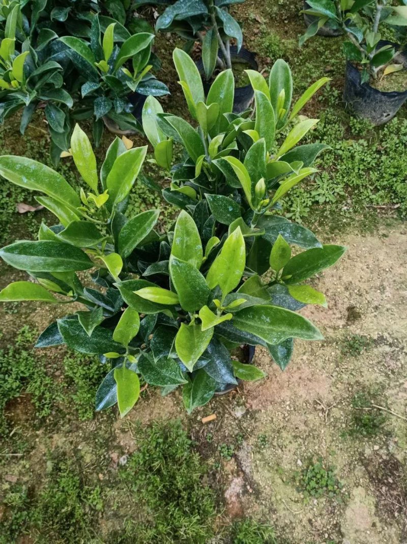 出售袋苗非洲茉莉40-100高