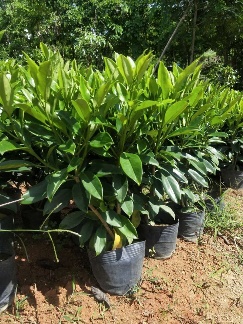 出售袋苗非洲茉莉40-100高