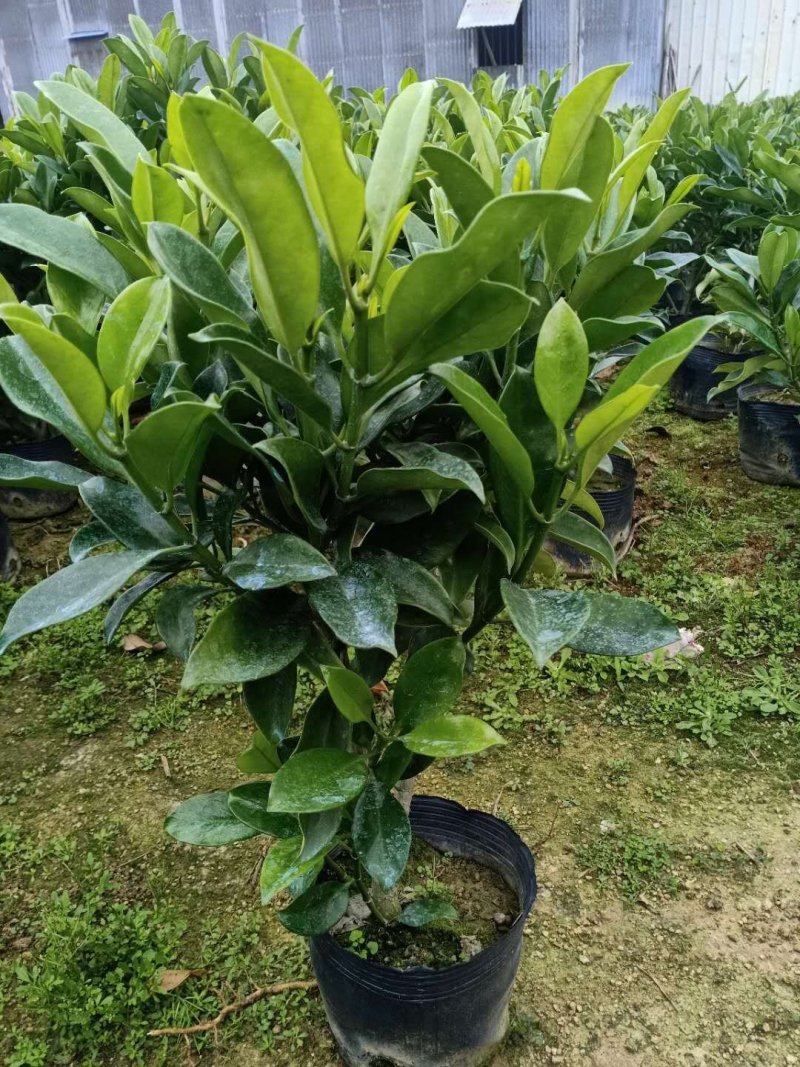 出售袋苗非洲茉莉40-100高