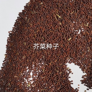 芥菜种子