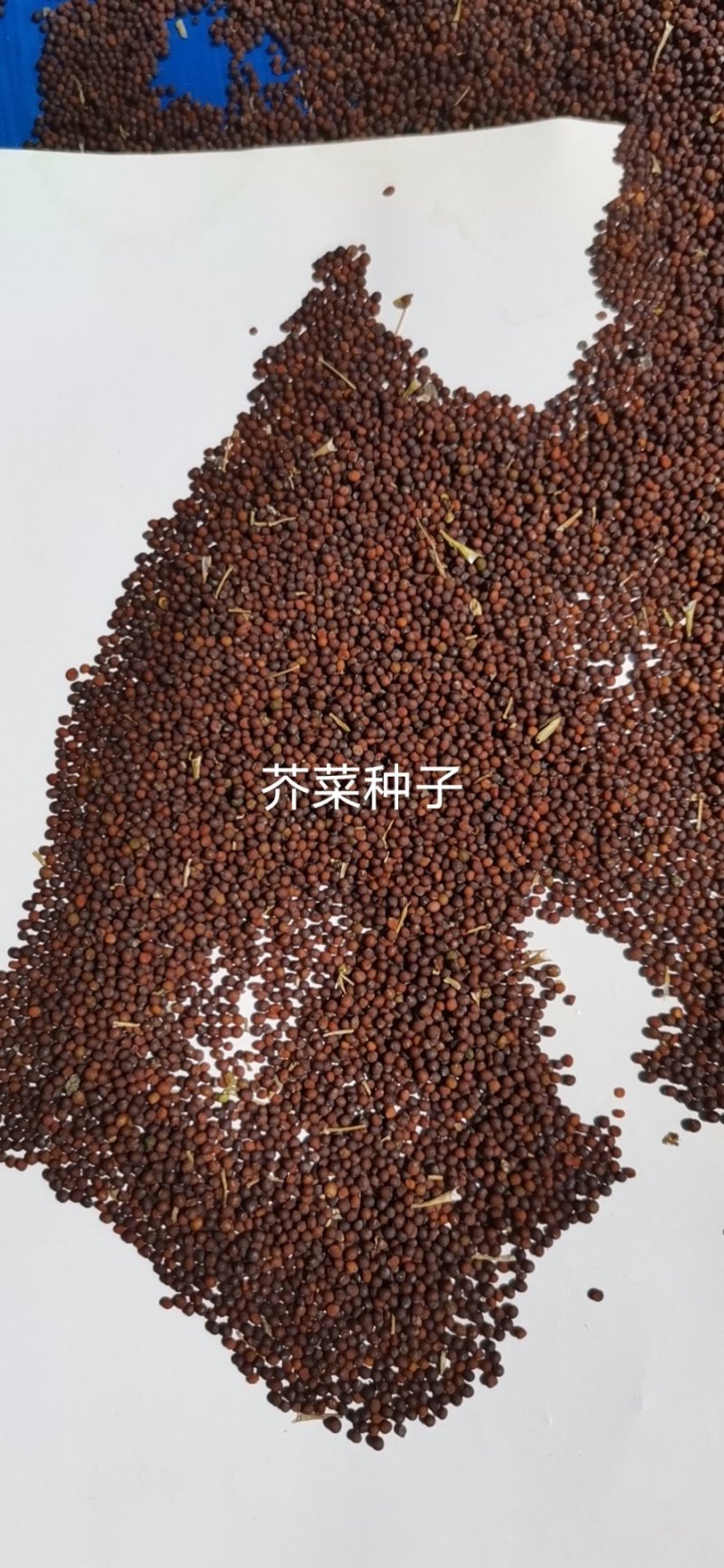 芥菜种子